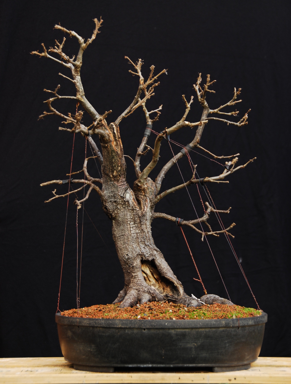 Naturalistic oak bonsai with guy wires