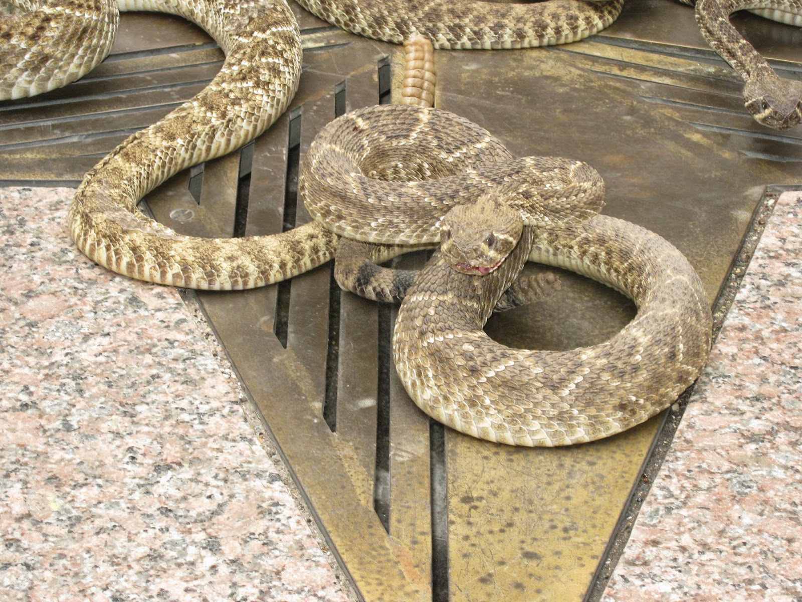 Adventures: Sweetwater Jaycees Rattlesnake Round-up Day, Feb. 2, 2015
