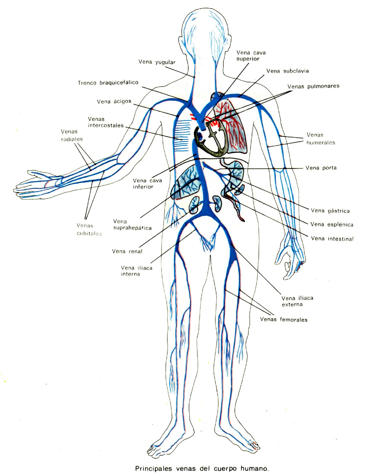 APRENDE y DISFRUTA con las CIENCIAS NATURALES Circulación en humanos principales vasos sanguíneos. APRENDE y DISFRUTA con las CIENCIAS NATURALES Circulación en humanos principales vasos sanguíneos.