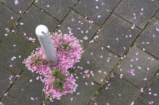 pink petals around a white post