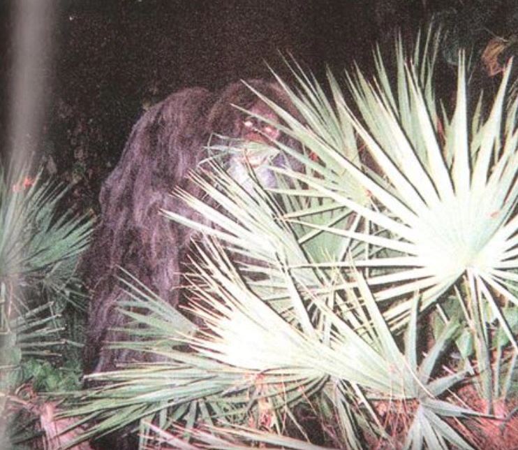 Skyla Ballard Interviews Florida Native Jeff Cook About His Skunk Ape