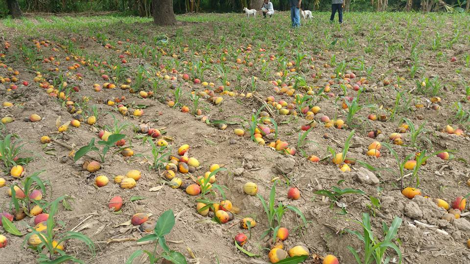 VICTORIA,YORO, HONDURAS. MANGOS EN MAYO Y JUNIO.