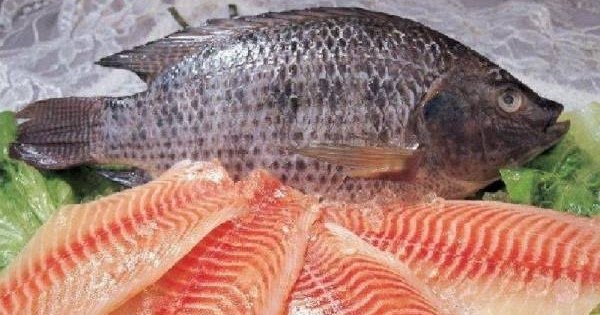 APAKAH KALIAN TAHU, BANYAK MENGKONSUMSI IKAN NILA DAPAT MENYEBABKAN