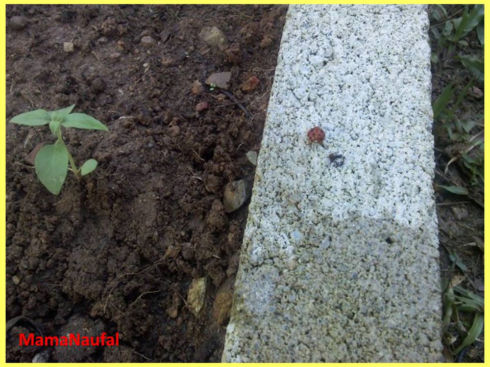 JOURNEY TO GREEN LIVING: Serangga Perosak Di Kebun Mama