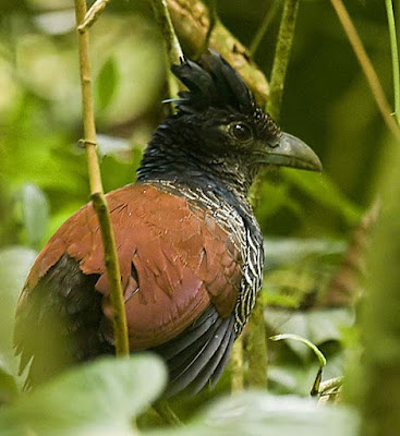 Banded ground Cuckoo