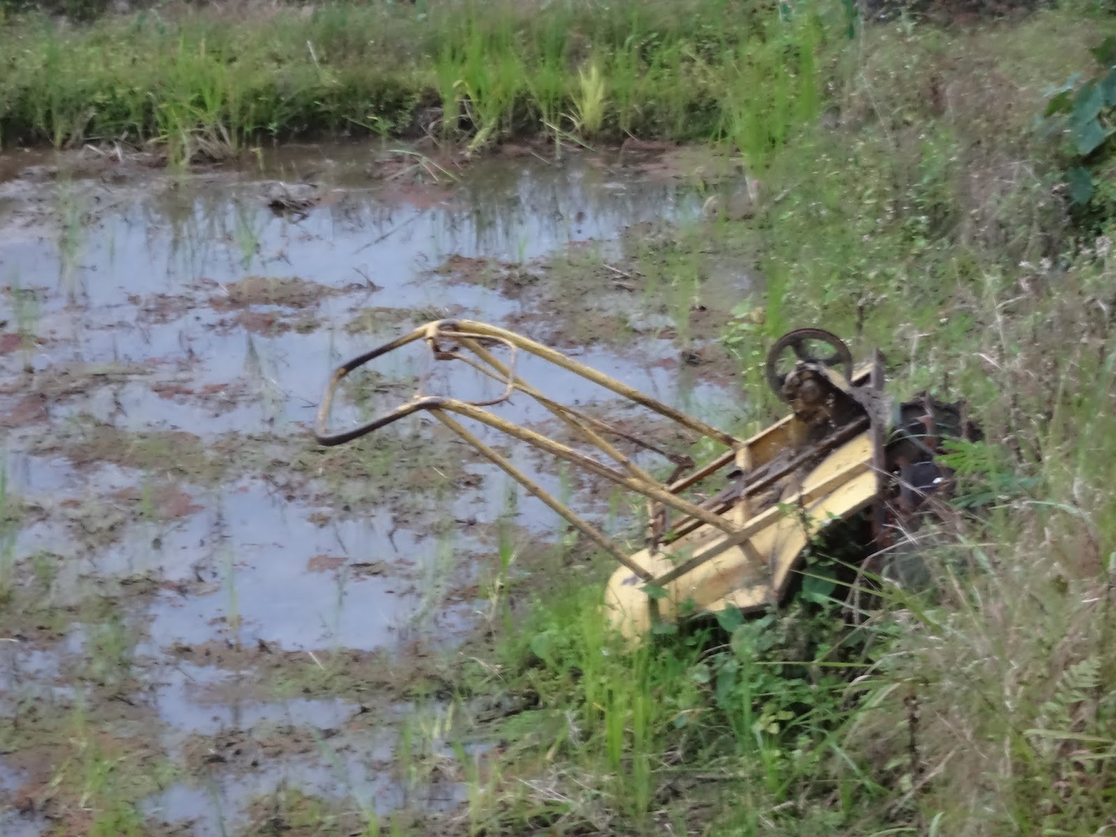 Developments in rural areas across the world: Rice, rice and more rice