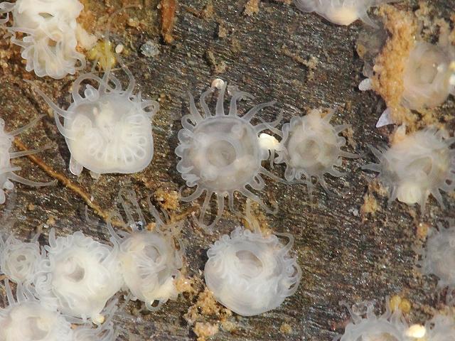 Moon Jellyfish Polyps Colony