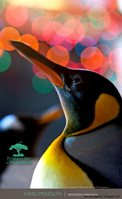 Mobile Phone HD Wallpapers   HD wallpapers n