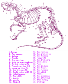 Szczurzy Świat: Anatomia szczura