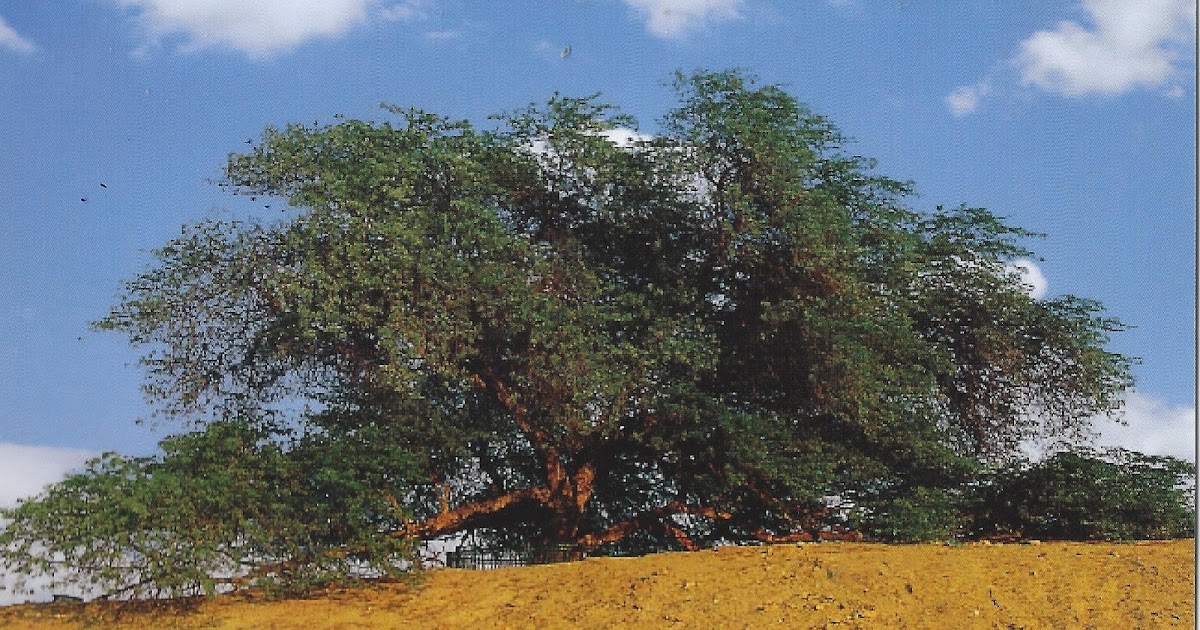A Journey of Postcards The Tree of Life Bahrain