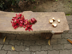 tangerine pee with more red silk-cotton (Bombax ceiba, kapot) flowers on a park bench