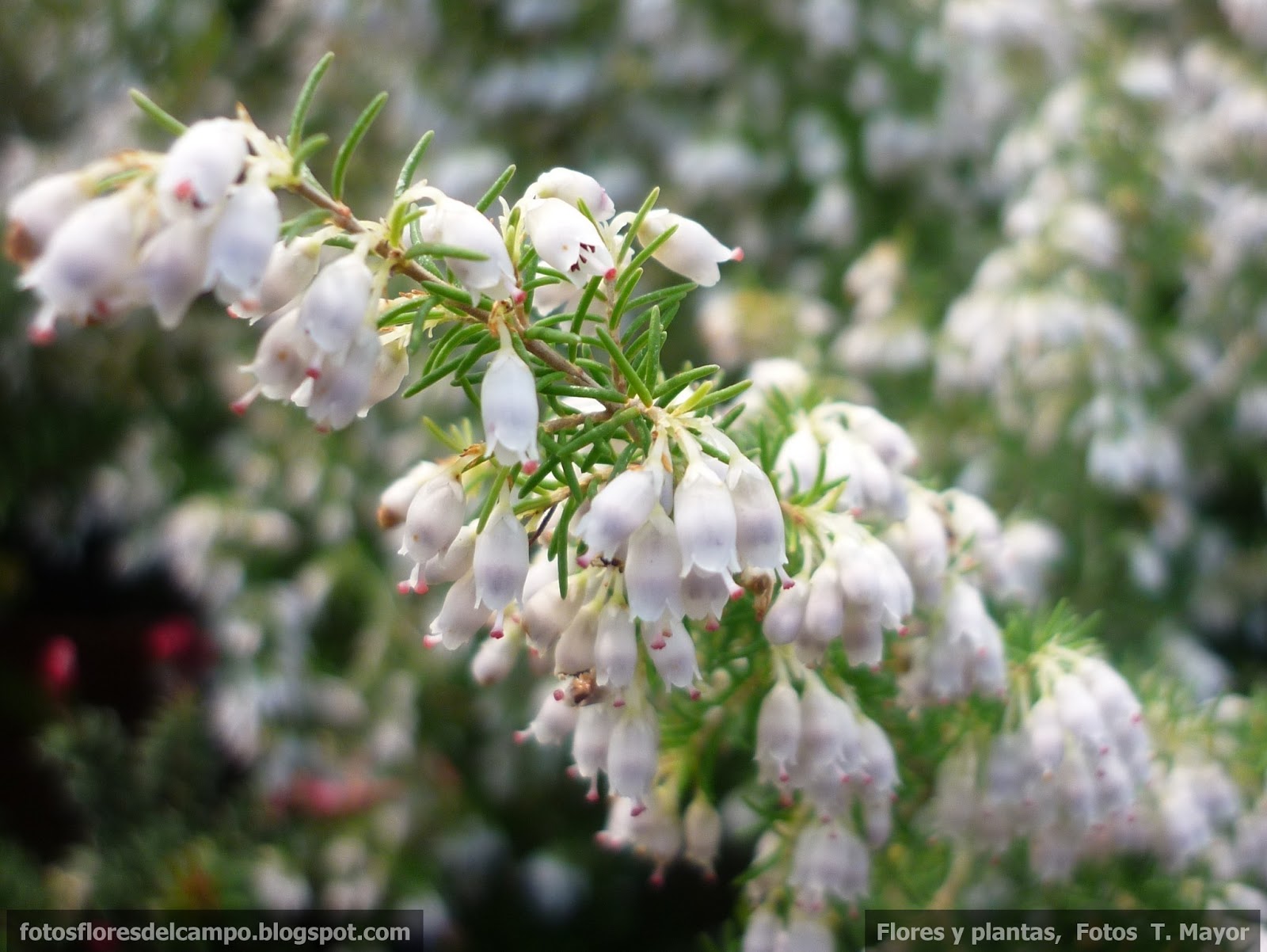 Flores y plantas silvestres: “ Erica x darleyensis mediterranean pink