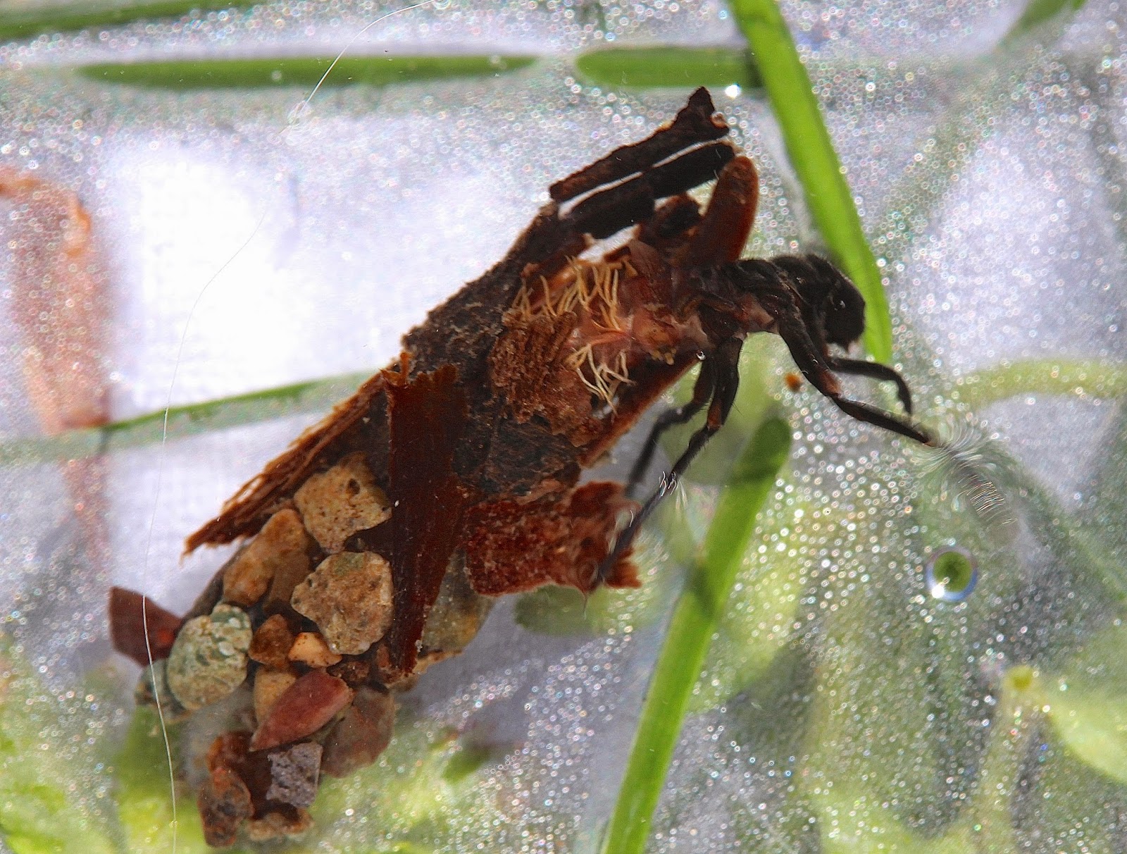 Aquatic Insects of Central Virginia: From the Oregon trip: the spiny ...