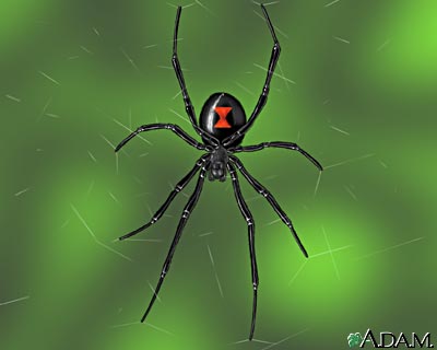 Arachnoid mater - , the free encyclopedia