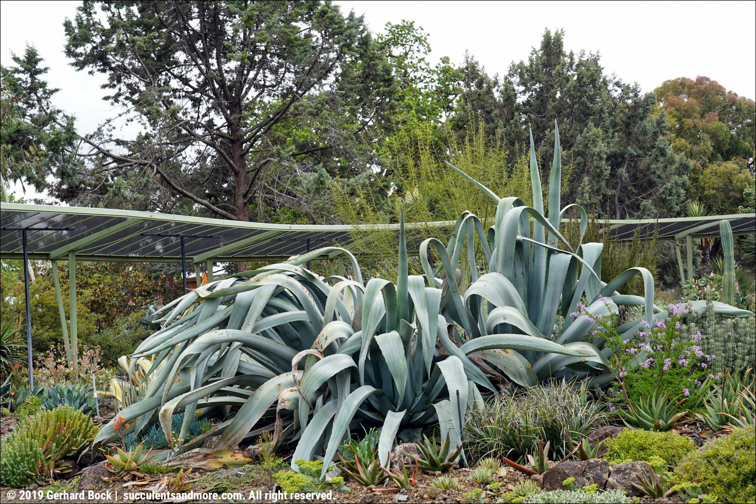 Spikes In The Spring Ruth Bancroft Garden In April 2019