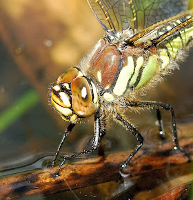 Hairy Dragonfly female