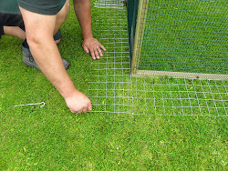 fox predators poultry chicken keep run anti dig garden chickens runs around stop compost