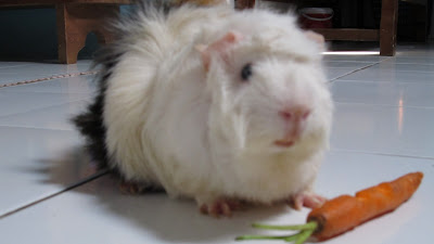 ♥ Hamster dan Marmut alias Tikus Belanda (Guinea Pig) peliharaan si