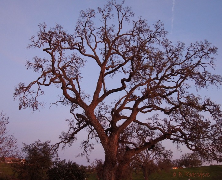Oak Tree on Oak Lane as Sundown Approaches, © B. Radisavljevic Where to See Photogenic Oak Trees in Paso Robles, California