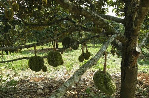 Cara tanam durian dari biji