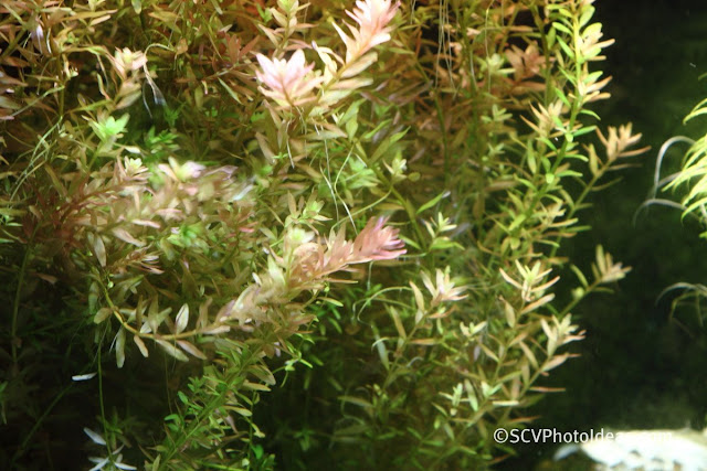 Rotala rotundifolia flower bed