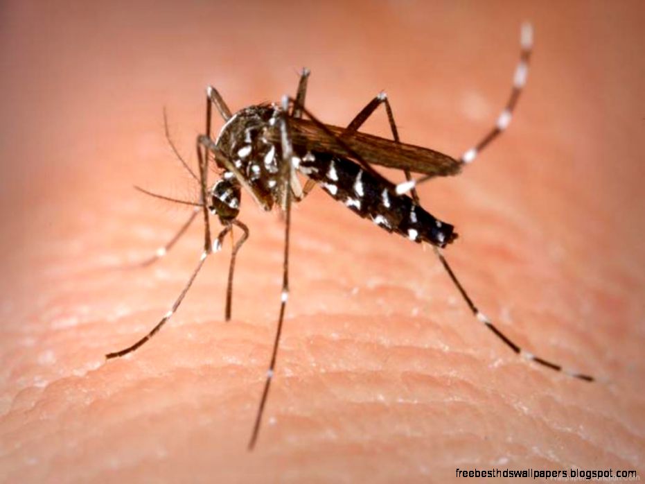 Asian Tiger Mosquito West Nile