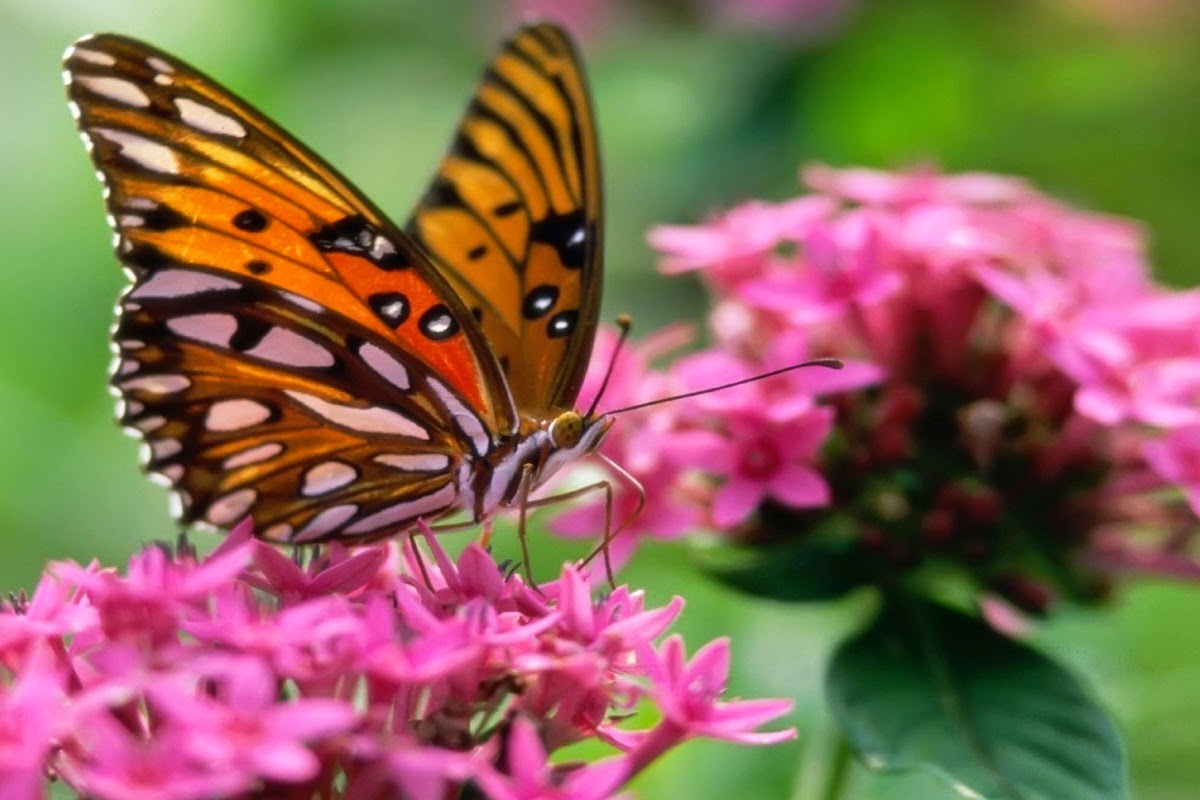 Butterfly Indicators of Ecosystem Change Nature Craze
