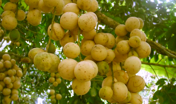 Peluang Usaha Budidaya Buah Duku Manis Yang Menguntungkan Peluang Usaha Budidaya Buah Duku Manis Yang Menguntungkan