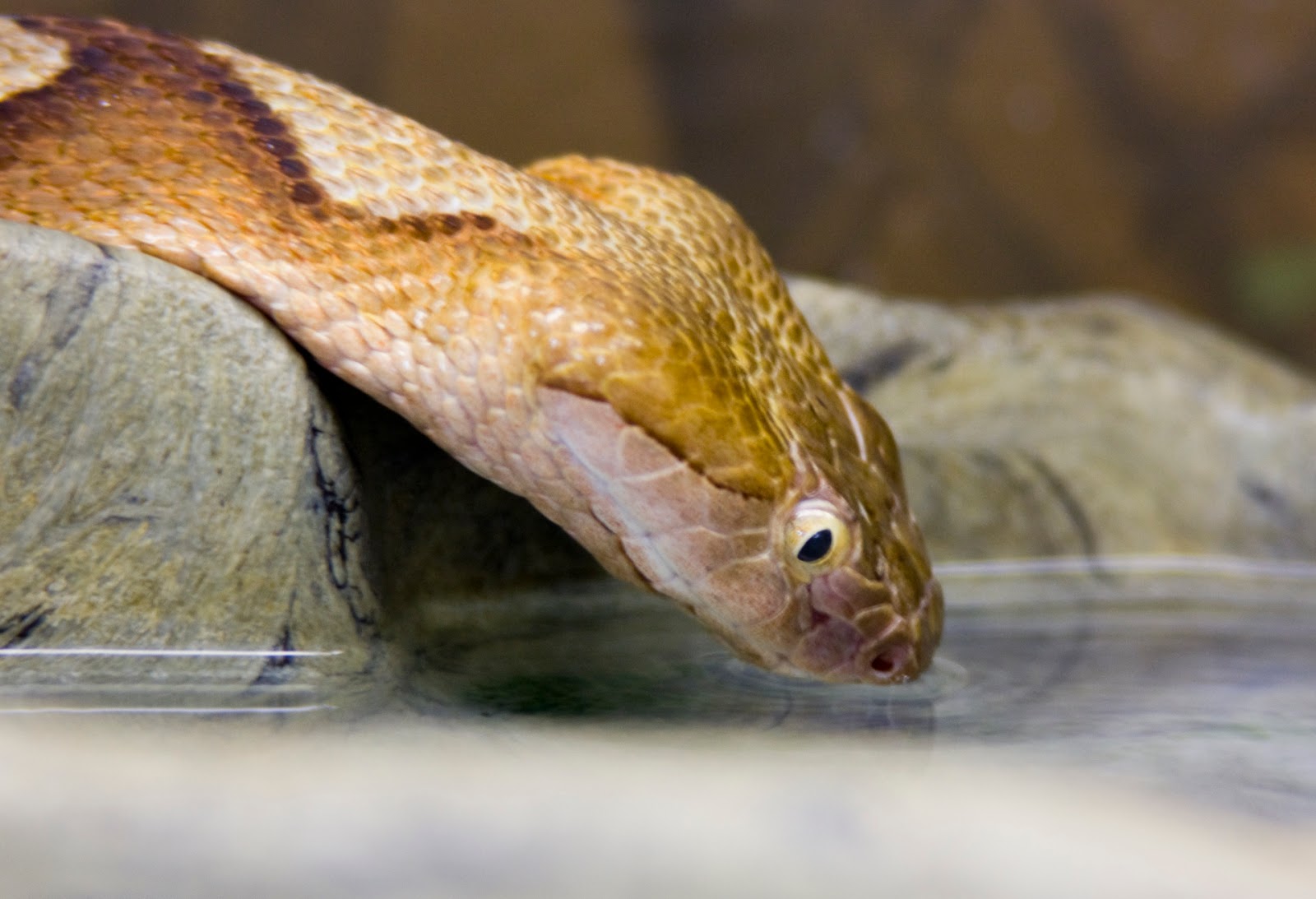 Змея пьет воду. Змейка пьёт воду. Попей змей.