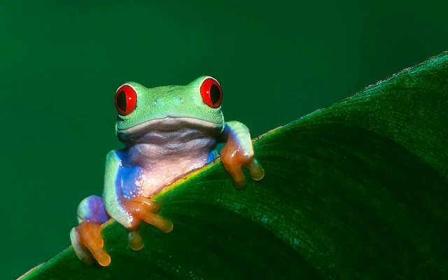 Groene kikker op een groen blad