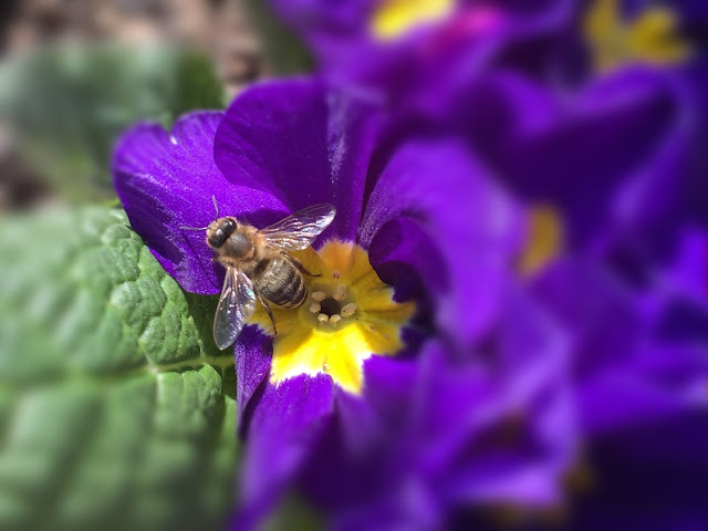 Biene auf Primel
