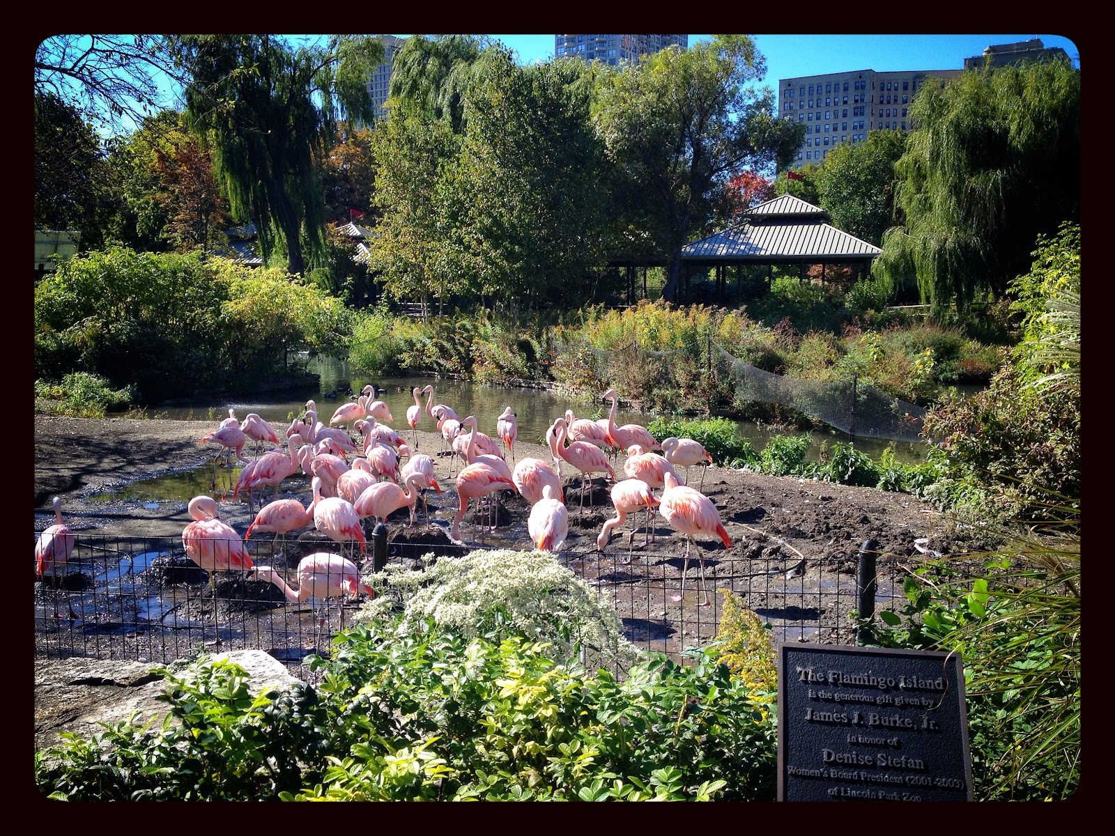 TIBBSLOVE Chicago Lincoln Park Zoo