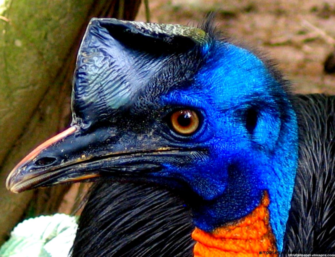 1024x768px Cassowary  311971
