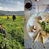 (ΕΛΛΑΔΑ)Κρήτη:Ρεπόρτερ του National Geographic μαζεύει χόρτα με τους Κρητικούς και...κουζουλαίνεται με το νησί (pics)