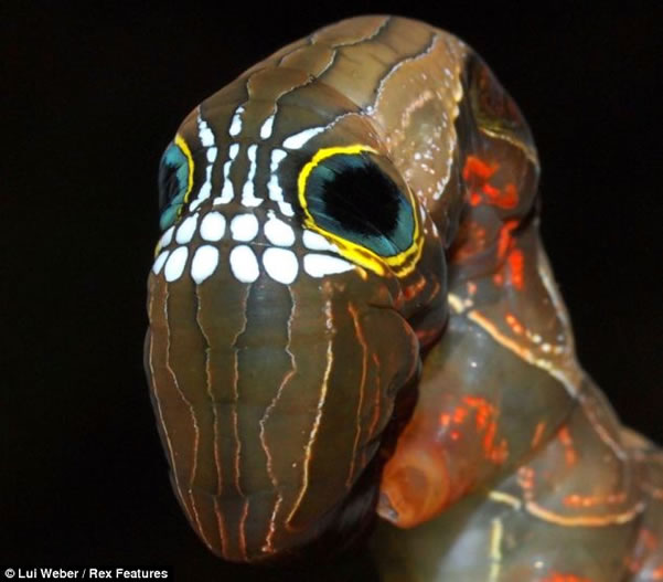 Animales | Una oruga con un misterioso cráneo humano en su cabeza ...