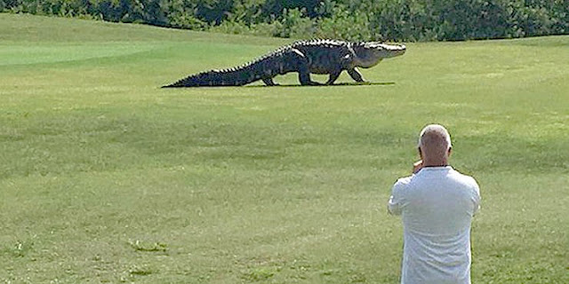 Freaking Huge ‘Monster’ Gator Casually Strolls Across Florida Golf Course Freaking Huge ‘Monster’ Gator Casually Strolls Across Florida Golf Course