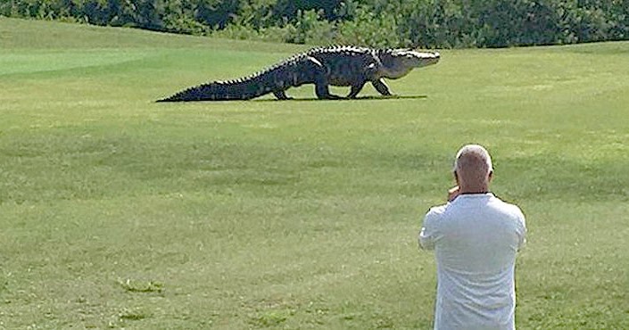 freaking huge monster gator