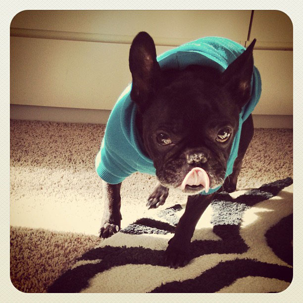 French Bulldog in a sweatshirt