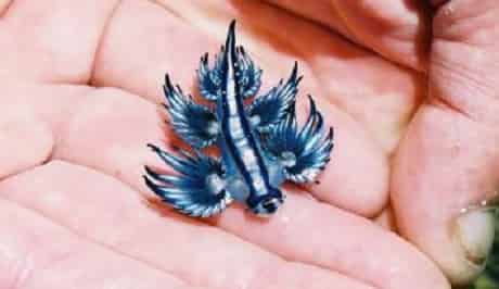 Glaucus Atlanticus Binatang Aneh Didunia