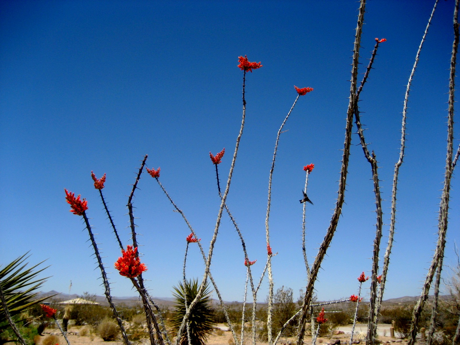 Living Rootless El Paso UTEP An Ocotillo Day