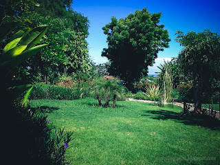 Fresh Green Scenery Of The Garden In Warm Sunshine On A Sunny Day At Tangguwisia Village, North Bali, Indonesia
