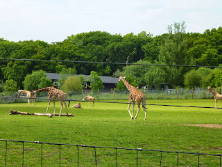 giraffe Marwell Zoo