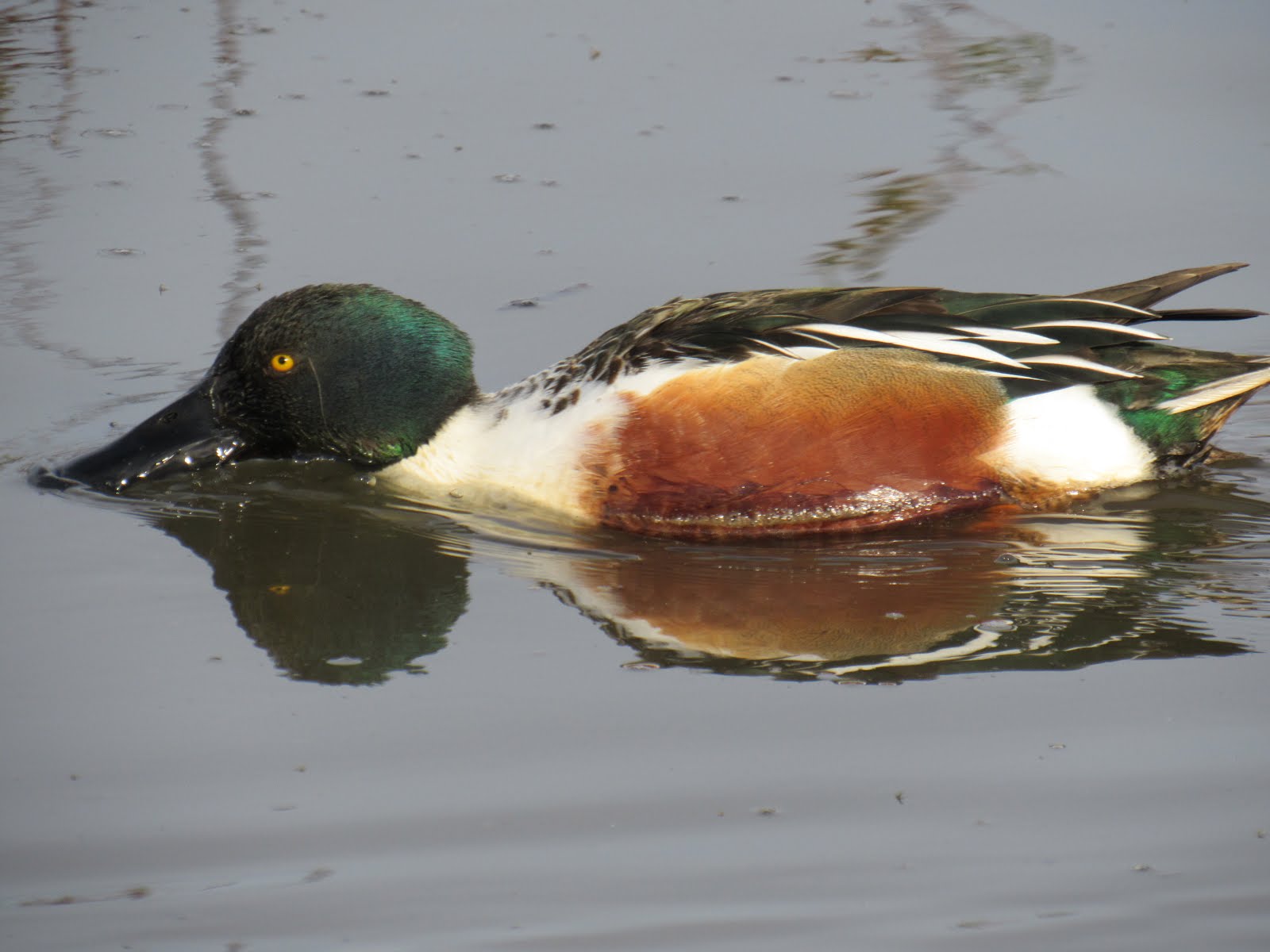 Wings and Daydreams Ducks at the Colusa National Wildlife Refuge