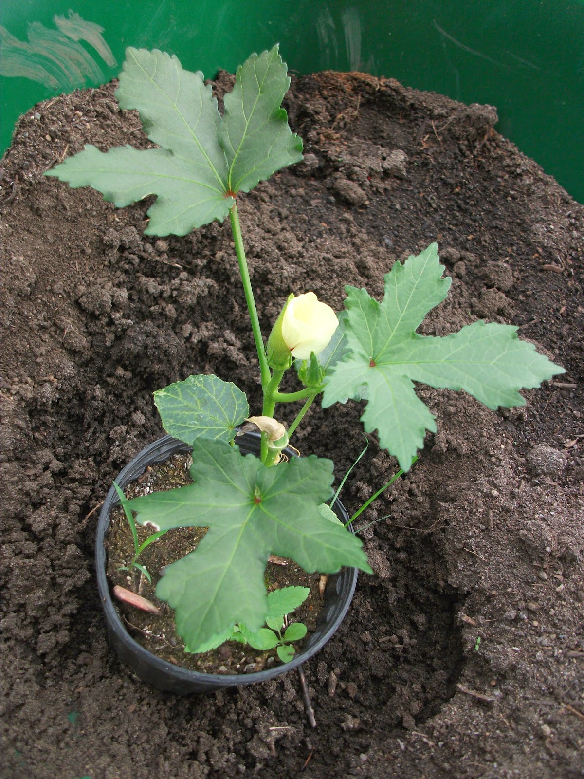 Cold Hands Warm Earth: Okra Seeds - only 2 days to germinate!