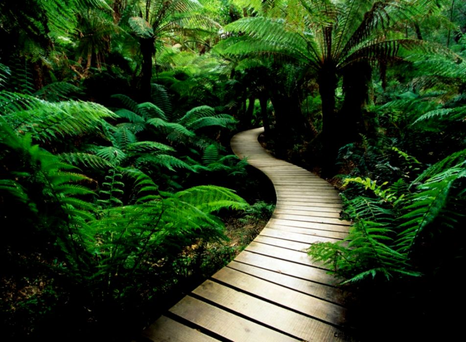 Beautiful Nature Trail