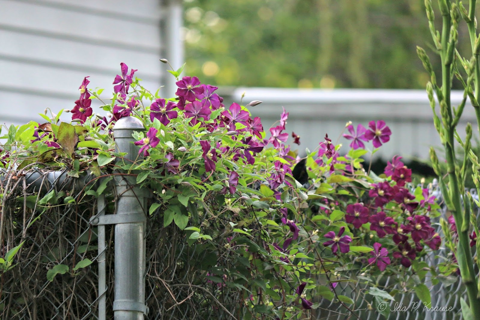 Wishes, Dreams & Other Things Good Fences Charming Clematis and Fences