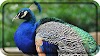 माझा आवडता पक्षी मोर. Marathi Nibandh on my favorite bird Peacock.