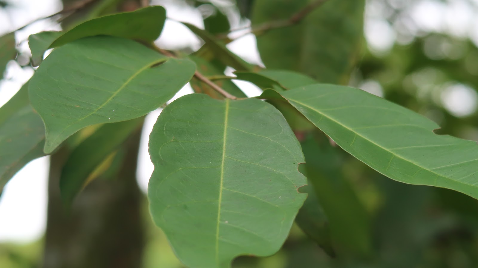 Trees and Plants Salam Tree (Indonesia Bay Leaf)