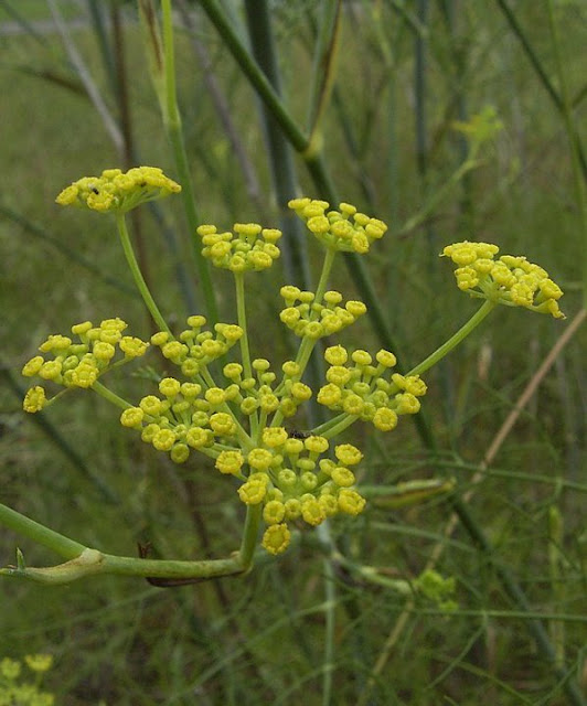 Fennel - Foeniculum vulgare