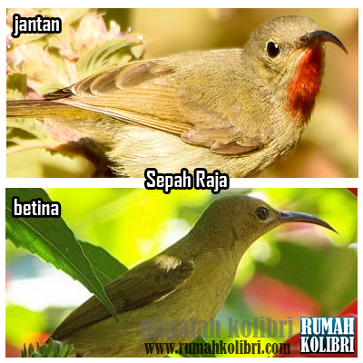 Tips Membedakan Jantan Betina Sepah Raja Anakan Rumah Kolibri